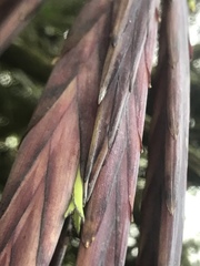 Tillandsia robusta
