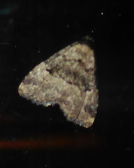 Dyspyralis