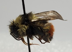 Bombus rufocinctus