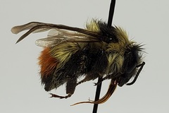 Bombus rufocinctus