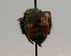 Bombus rufocinctus