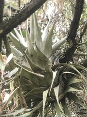 Tillandsia robusta
