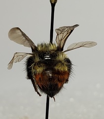 Bombus rufocinctus