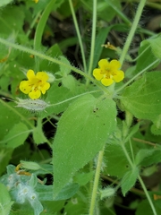 Erythranthe floribunda