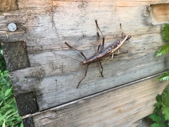 Anisomorpha ferruginea