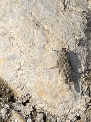 Paratettix mexicanus