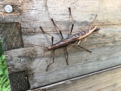 Anisomorpha ferruginea