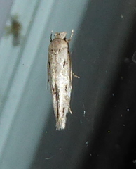 Mompha brevivittella