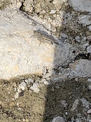 Paratettix mexicanus