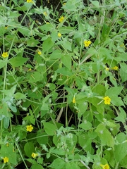 Erythranthe floribunda