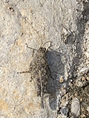 Paratettix mexicanus