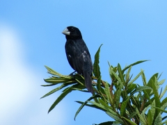Sporophila crassirostris