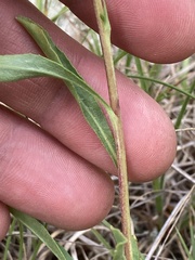 Solidago speciosa jejunifolia