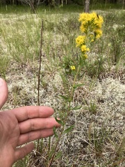 Solidago speciosa jejunifolia