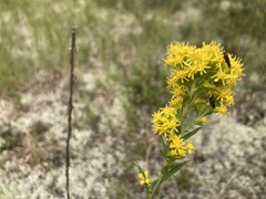 Solidago speciosa jejunifolia