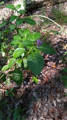 Stachytarpheta urticifolia