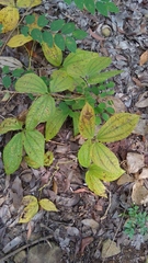 Dioscorea hispida
