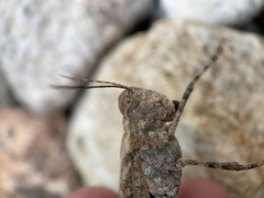 Trimerotropis cyaneipennis