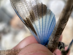 Trimerotropis cyaneipennis