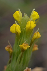 Castilleja rubicundula lithospermoides