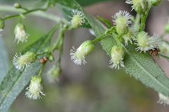 Baccharis