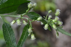 Baccharis