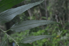 Baccharis