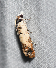 Eucosma ornatula