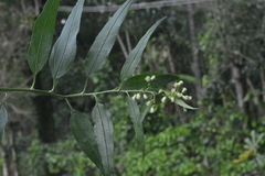 Baccharis