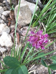 Trifolium parryi