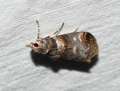 Oneida lunulalis