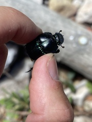 Phanaeus quadridens