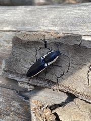 Chalcolepidius apacheanus