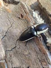 Chalcolepidius apacheanus