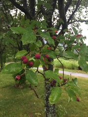 Amelanchier laevis