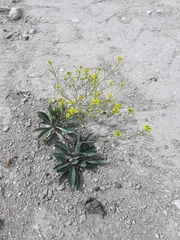 Brassica elongata