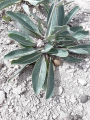 Brassica elongata