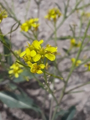 Brassica elongata