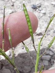Brassica elongata