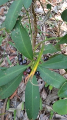 Ardisia humilis