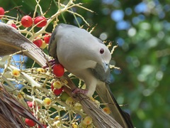 Ducula pickeringii