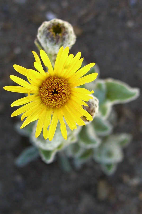 Hulsea californica