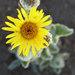 San Diego Sunflower - Photo (c) John Marquis, some rights reserved (CC BY-NC-ND)