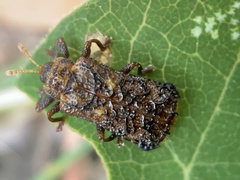 Octotoma marginicollis