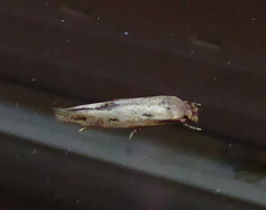 Mompha brevivittella