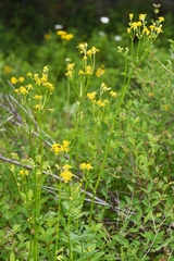 Packera pseudaurea