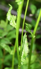 Packera pseudaurea
