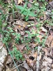 Scutellaria parvula australis