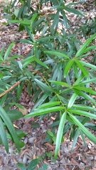 Podocarpus neriifolius