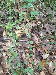 Scutellaria parvula australis